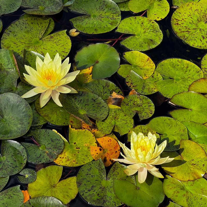 Flowers and Lilies