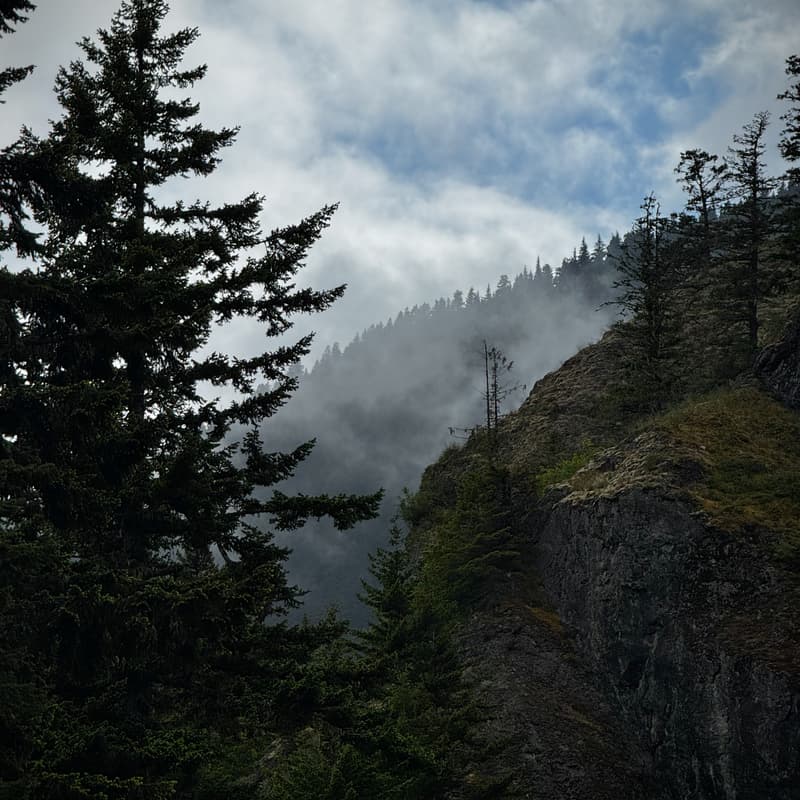Fog